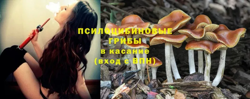 Псилоцибиновые грибы Psilocybe  Белокуриха 